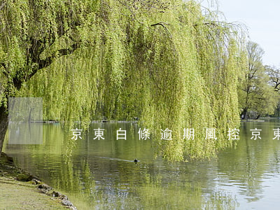 京東白條逾期風控(京東白條一直逾期)