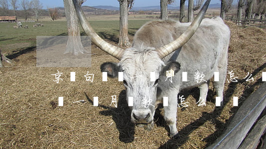 京東白條過一個月還款會怎么樣-京東白條過一個月還款會怎么樣嗎
