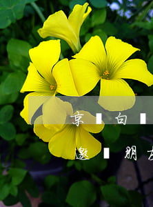 京東白條邀請朋友還款怎么取消-京東白條邀請朋友還款怎么取消啊