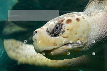 京東白條還了最低還款額還催嗎-京東白條還了最低還款額還催嗎怎么辦