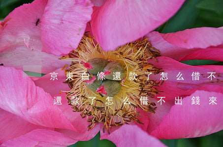 京東白條還款了怎么借不出錢來-京東白條還款了怎么借不出錢來了