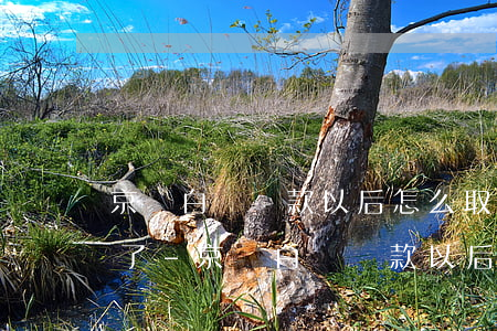 京東白條還款以后怎么取現(xiàn)不了-京東白條還款以后怎么取現(xiàn)不了了