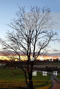 京東白條還款可以使用花唄還嗎-京東白條還款可以使用花唄還嗎安全嗎