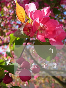 京東白條還款可以逾期多久(京東白條逾期需要全部還款嗎?)