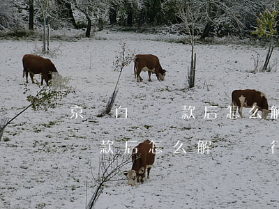 京東白條還款后怎么解綁銀行卡-京東白條還款后怎么解綁銀行卡號