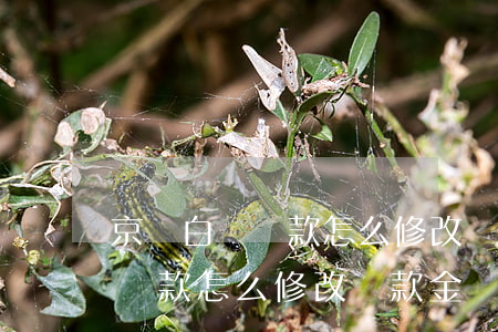京東白條還款怎么修改還款金額-京東白條還款怎么修改還款金額呢