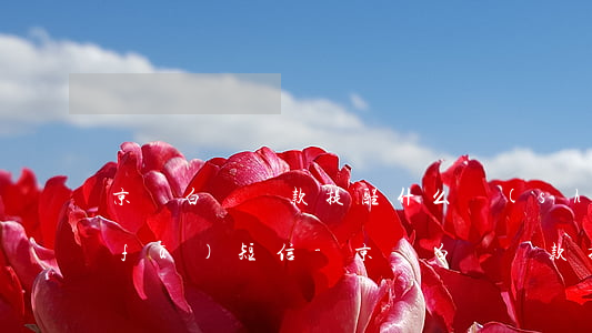 京東白條還款提醒什么時(shí)候發(fā)短信-京東白條還款提醒什么時(shí)候發(fā)短信的