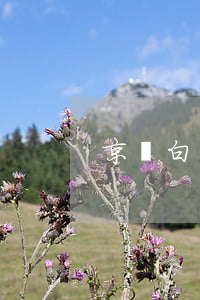 京東白條還款最低金額算逾期嗎-