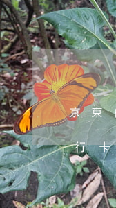 京東白條還款發(fā)現(xiàn)銀行卡不支持-京東白條還款發(fā)現(xiàn)銀行卡不支持怎么辦