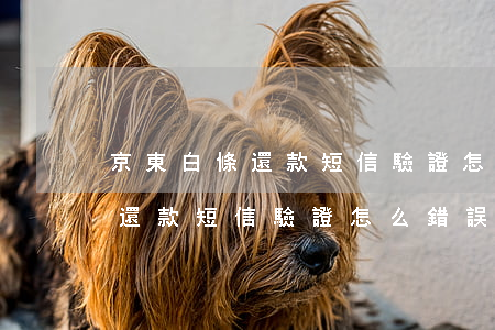 京東白條還款短信驗證怎么錯誤-京東白條還款短信驗證怎么錯誤了