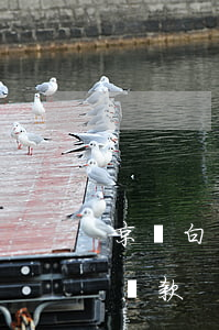 京東白條還款能逾期(京東白條逾期了要全額還款)