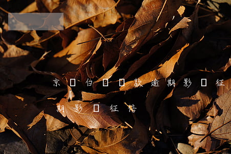 京東白條還款逾期影響征信 京東白條還款逾期影響征信
