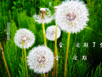京東白條金條逾期了整天有催款人打電話（京東白條金條逾期）