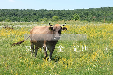 京東白條金條逾期兩個(gè)月