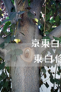 京東白條金條逾期會發(fā)律師函嗎(京東白條金條逾期會發(fā)律師函嗎)