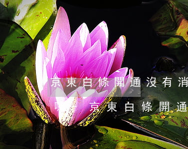 京東白條開通沒有消費(fèi)需要還款嗎-京東白條開通沒有消費(fèi)需要還款嗎安全嗎