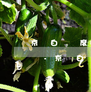 京東白條額度提現(xiàn)還款是次月還-京東白條額度提現(xiàn)還款是次月還嗎