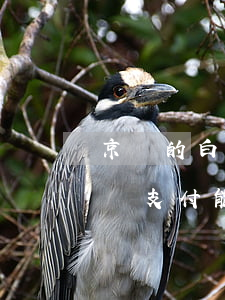 京東的白條支付能不能微信還款-京東的白條支付能不能微信還款呢