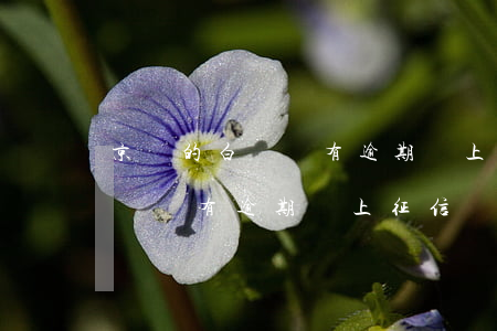 京東的白條沒有逾期會上征信嗎-京東的白條沒有逾期會上征信嗎知乎