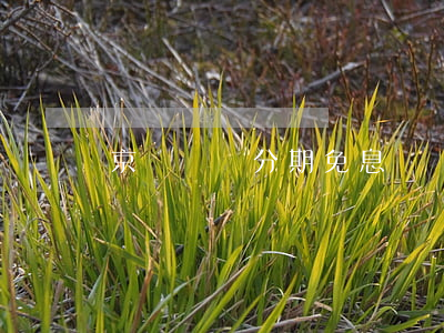 京東篩選分期免息