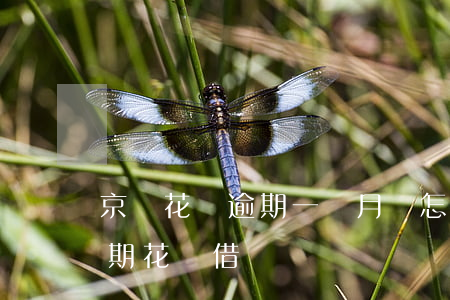 京東花唄逾期一個月會怎樣(京東白條影響逾期花唄借唄嗎)