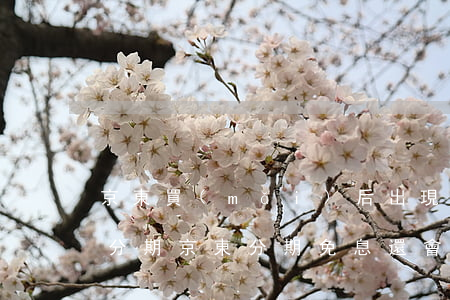 京東買(mǎi)后出現(xiàn)免息分期(京東分期免息還會(huì)有分期服務(wù)費(fèi)嗎)