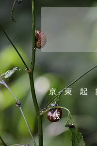 京東起訴的案例分析(起訴京東商城的訴狀樣板)