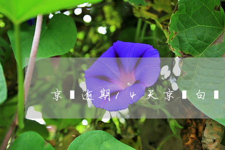 京東逾期14天(京東白條逾期14天)