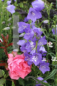 京東逾期150(京東逾期多久上征信?逾期幾天上征信)