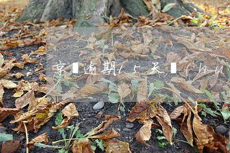 京東逾期15天會(huì)催收么