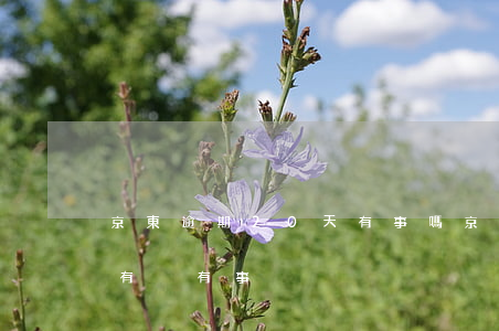 京東逾期20天有事嗎(京東白條逾期20天有沒有事)