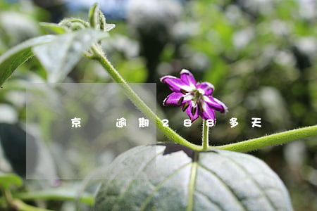 京東逾期288多天