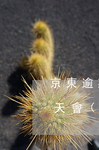 京東逾期31天怎么處理(京東白條逾期31天會(huì)怎么樣)