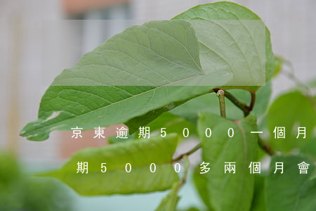 京東逾期5000一個月多少利息(京東上逾期5000多兩個月會不會被起訴)