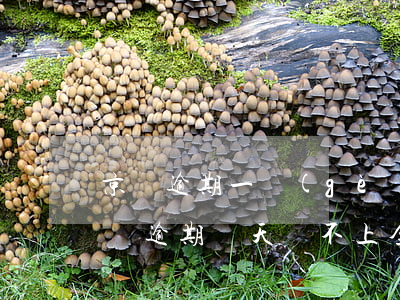 京東逾期一個(gè)月會不會要還全款(京東逾期幾天還不上全款可以還最低么)