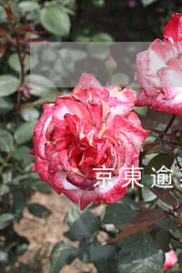 京東逾期一天征信-京東逾期一天征信