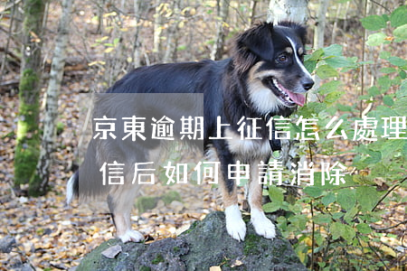 京東逾期上征信怎么處理(京東金融逾期上征信后如何申請消除)