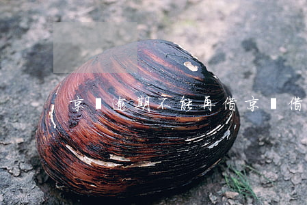 京東逾期不能再借(京東借款超期怎么辦)