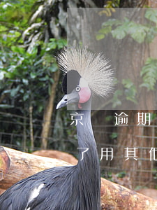 京東逾期了用其他號注冊可以用嗎(京東逾期了用其他號注冊可以用嗎)