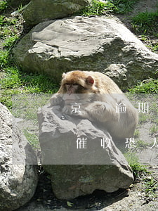 京東逾期催收說(shuō)要全額(京東的催收恐人玩要逾期加剩下的借款一起還)