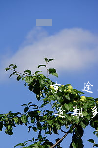 京東逾期凍結(jié)銀行賬戶 京東金融逾期多長時間會凍結(jié)銀行卡