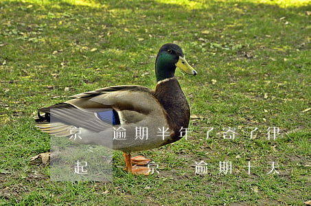京東逾期半年了,寄了律師函會(huì)被起訴嗎（京東逾期十天會(huì)發(fā)律師函嗎）