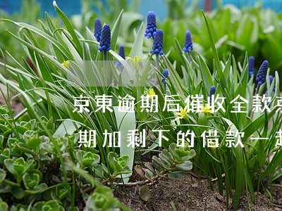 京東逾期后催收全款(京東的催收恐人玩要逾期加剩下的借款一起還)