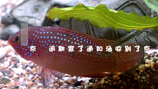 京東逾期寄了通知涵(收到了京東的通告函)