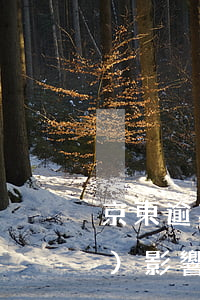 京東逾期影響花唄么(花唄和京東會(huì)影響信用嗎)