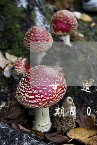 京東逾期怎么跟客服協(xié)商 京東逾期60天,剛跟客服協(xié)商下個(gè)月了還款