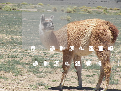 京東逾期怎么跟客服聯(lián)系（京東逾期怎么跟客服聯(lián)系）