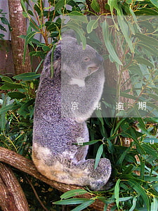京東逾期會(huì)寄通知(京東逾期多久會(huì)即送通告函寄到戶籍地)