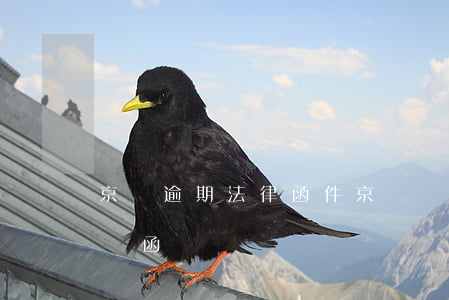 京東逾期法律函件(京東違期會發(fā)律師函)