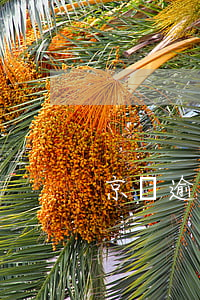 京東逾期為什么沒上征信